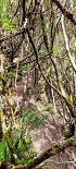 Plants: image 85 Of 208 Thumb